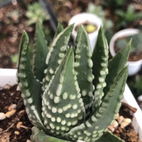 恐龙泪珠硬叶硬叶