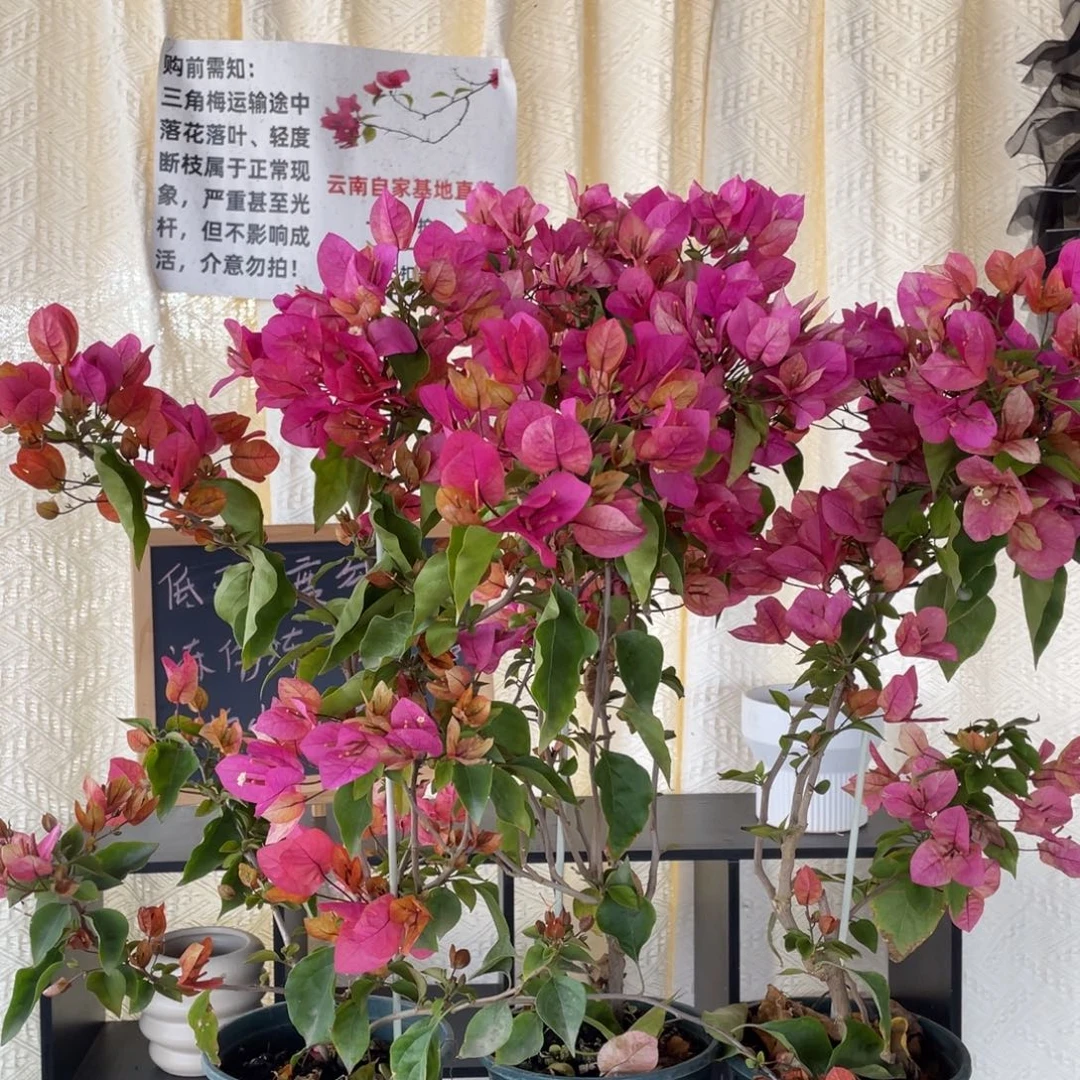 全部花朵阿朱娜一盆