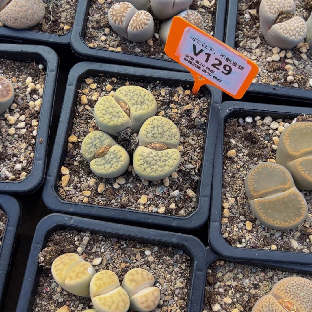 129 一物一拍，默认有伤，介意勿拍，不退不换