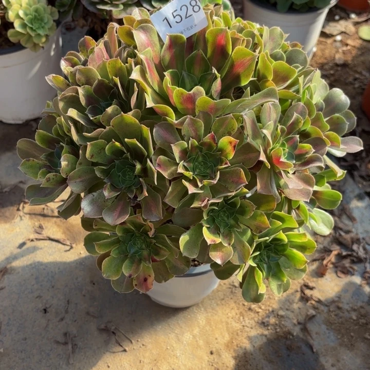 女巫中班多肉处理不包断头1528