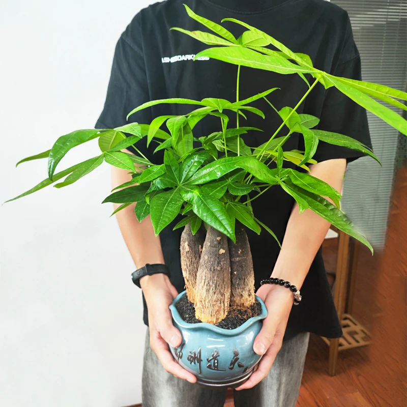 开店发财树室内好养护中式禅意懒人桌面盆栽花卉绿植物观叶耐旱