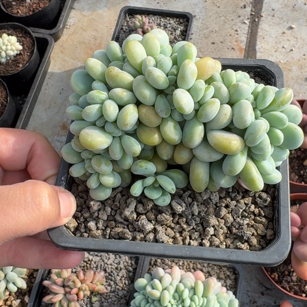 洛神缀化 一物一拍