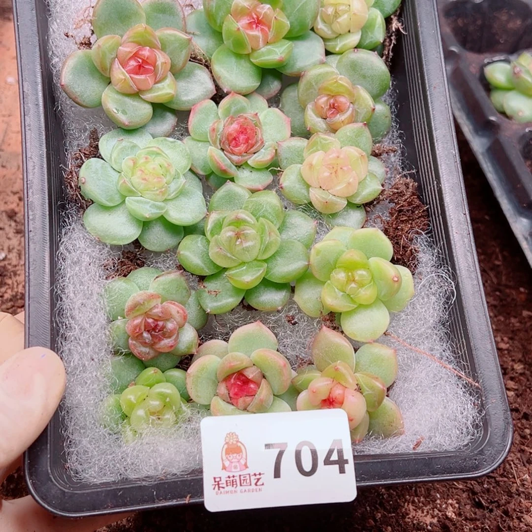 溺****多肉植物多肉植物