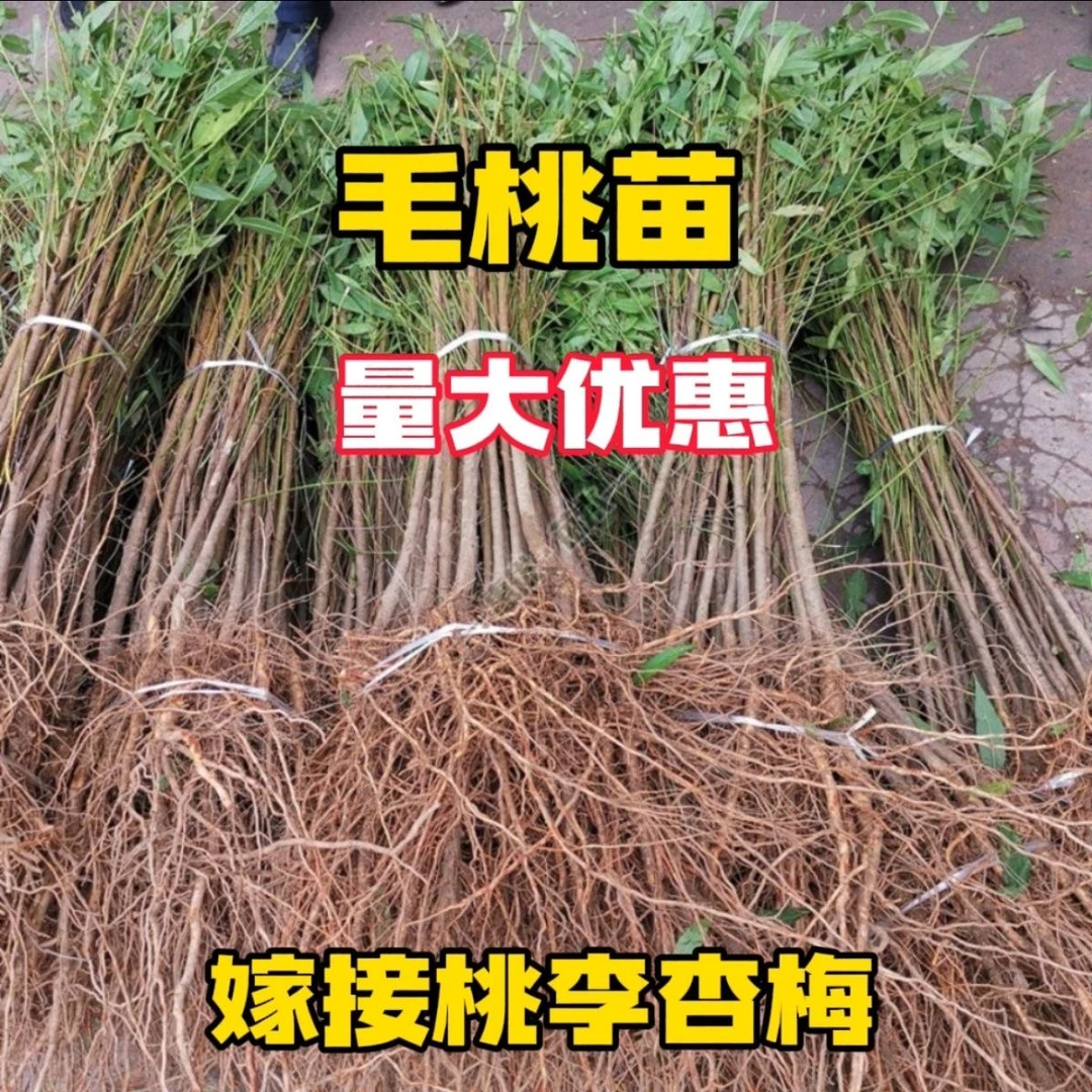 现挖毛桃树苗桃树实生苗未嫁接桃树砧木苗现挖现发