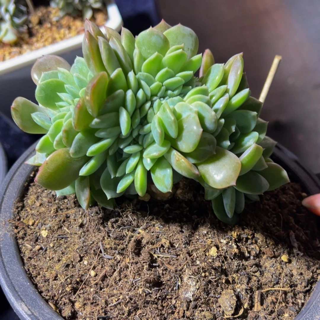 c***.纯爱缀化天天开心