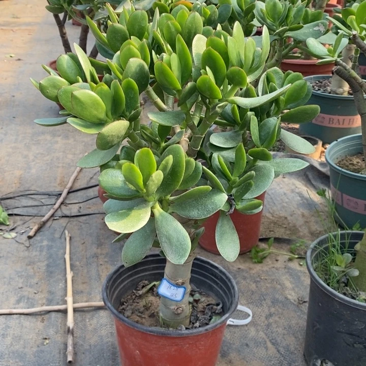 红边青玉树一物一拍