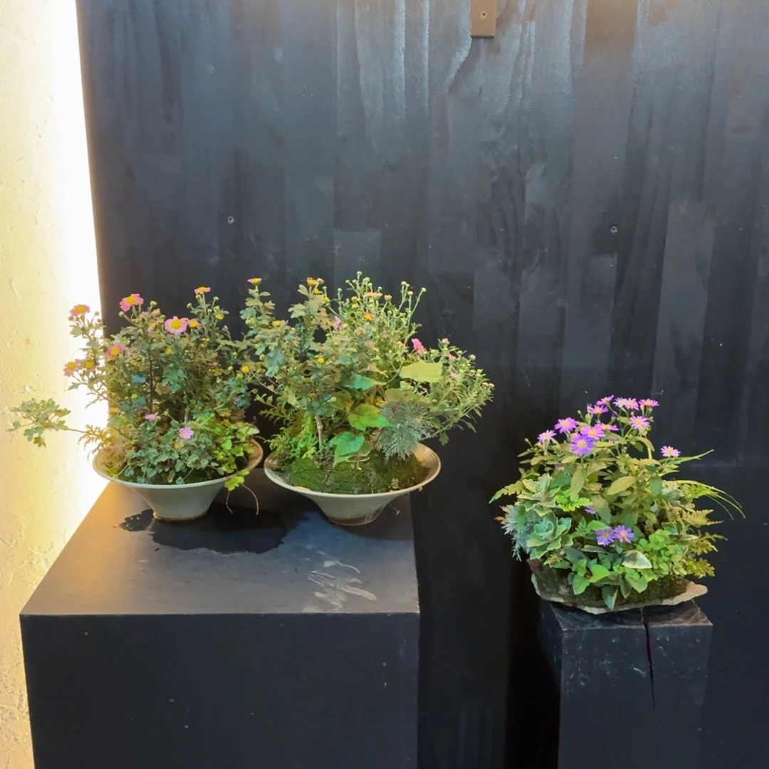 桃***子全部花朵山野草3盆