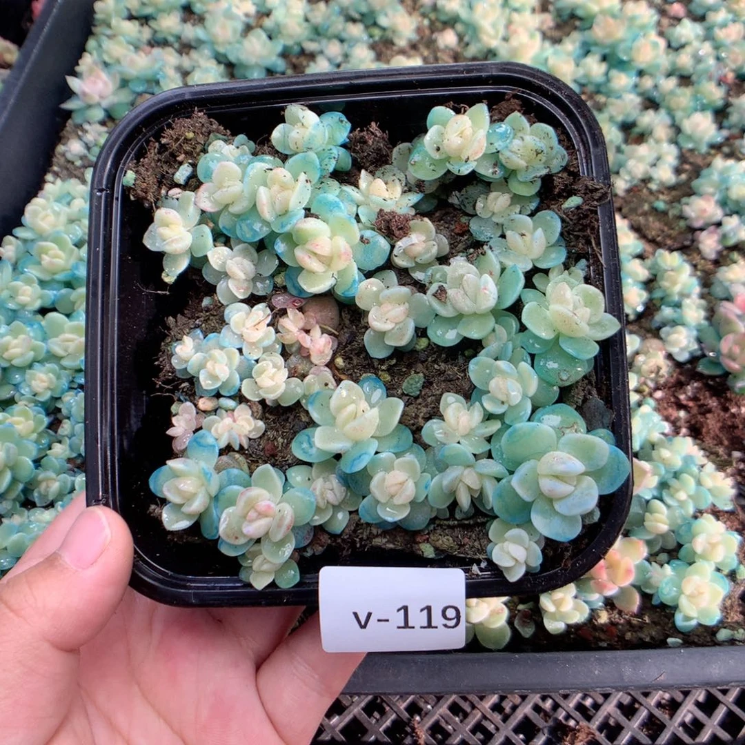 无花朵V119英语英语