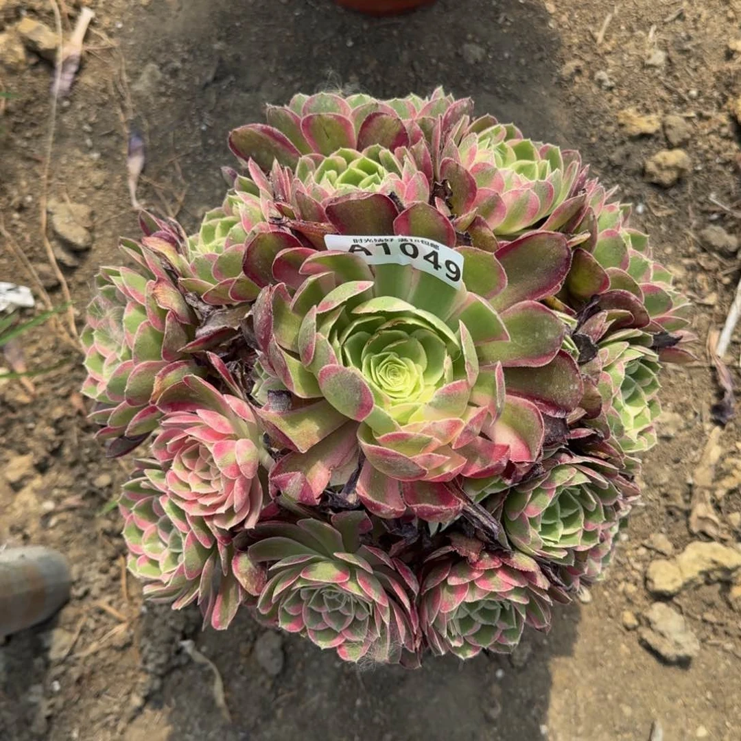 1049孔雀翎多肉植物