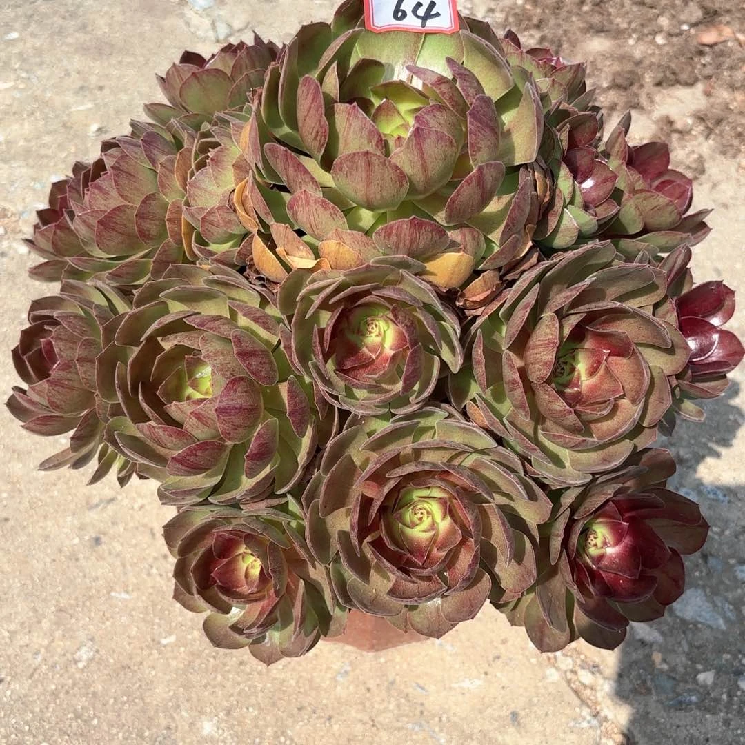 无花朵64黑膜多肉植物