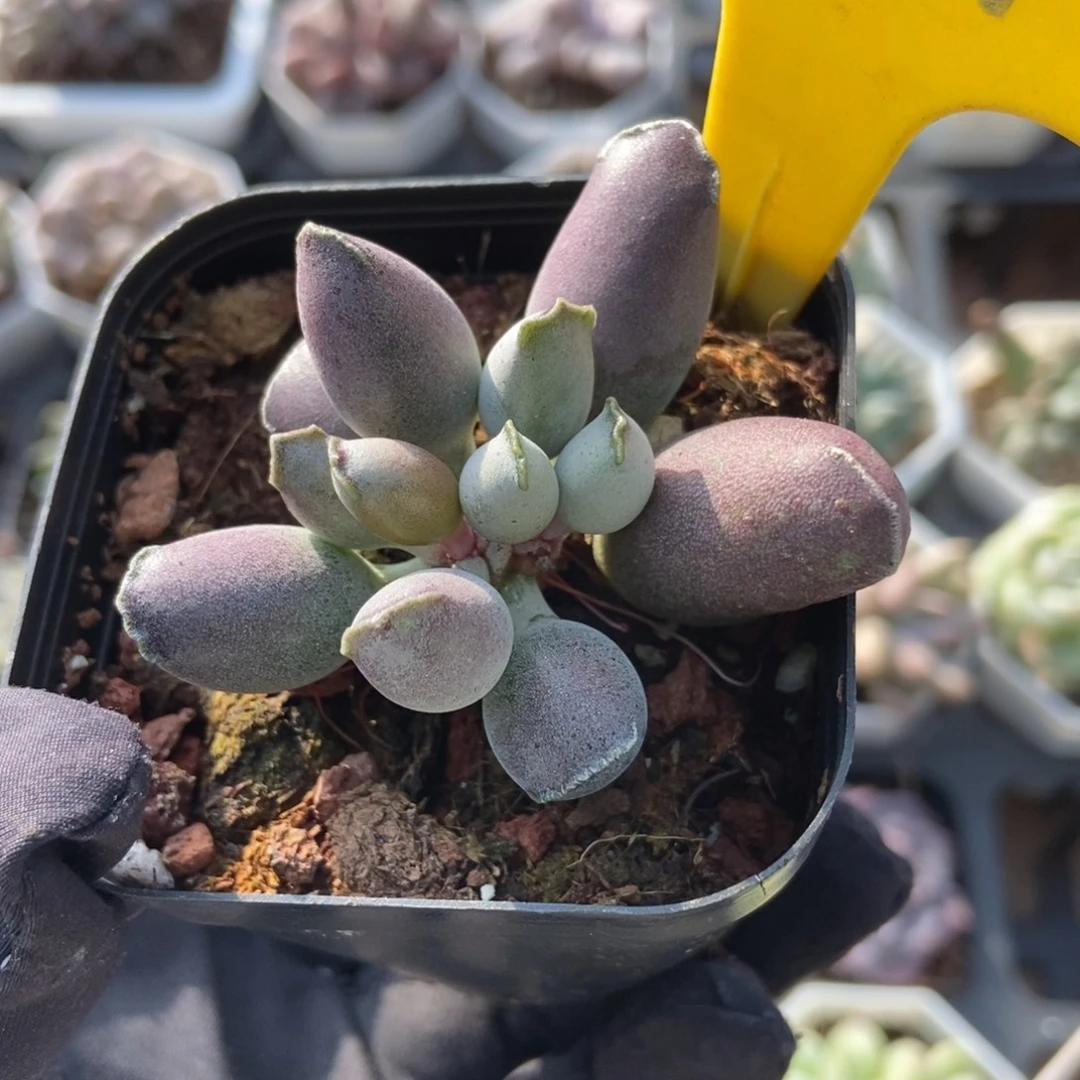 794紫海豹多肉植物