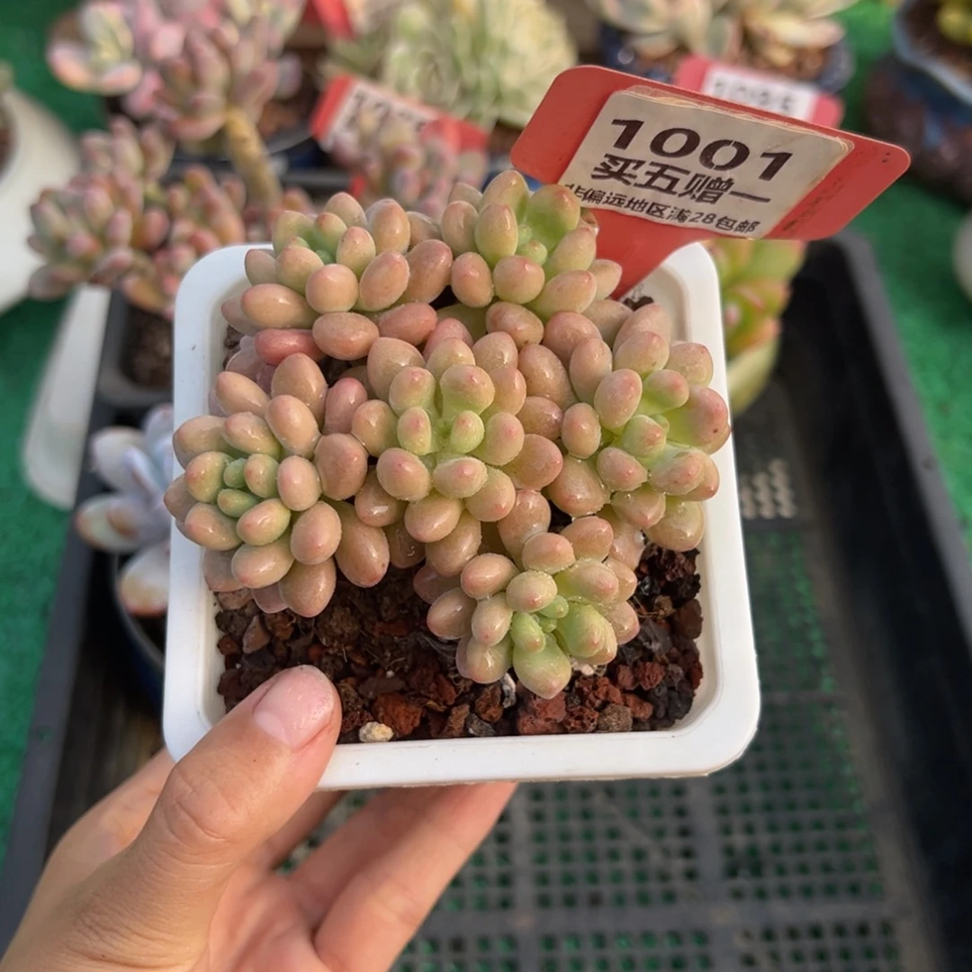 表妹精品多肉1001.