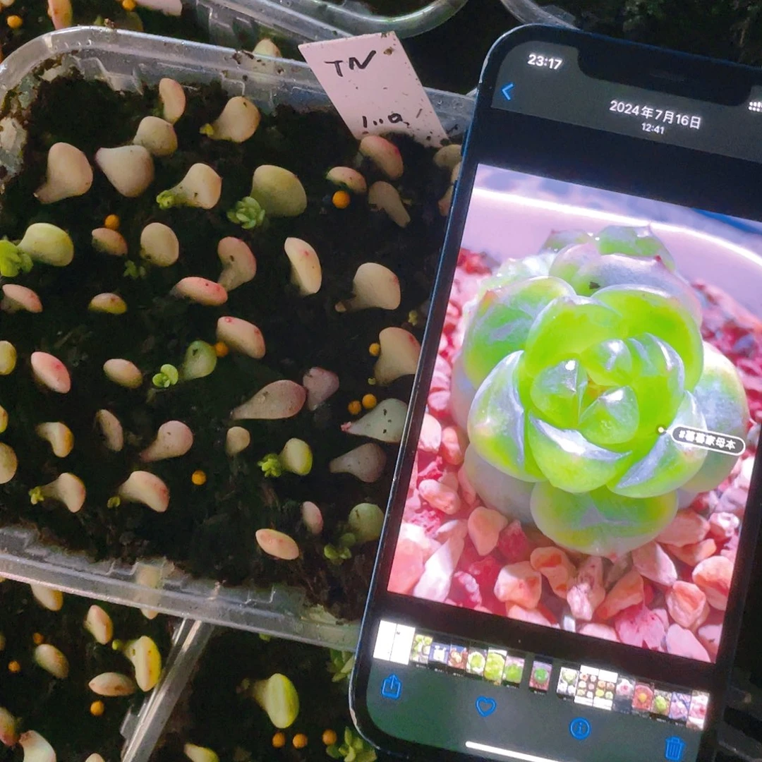 T N大宁芝麻苗一个满25包邮