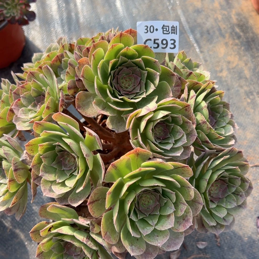 593 万拉丝多肉法师