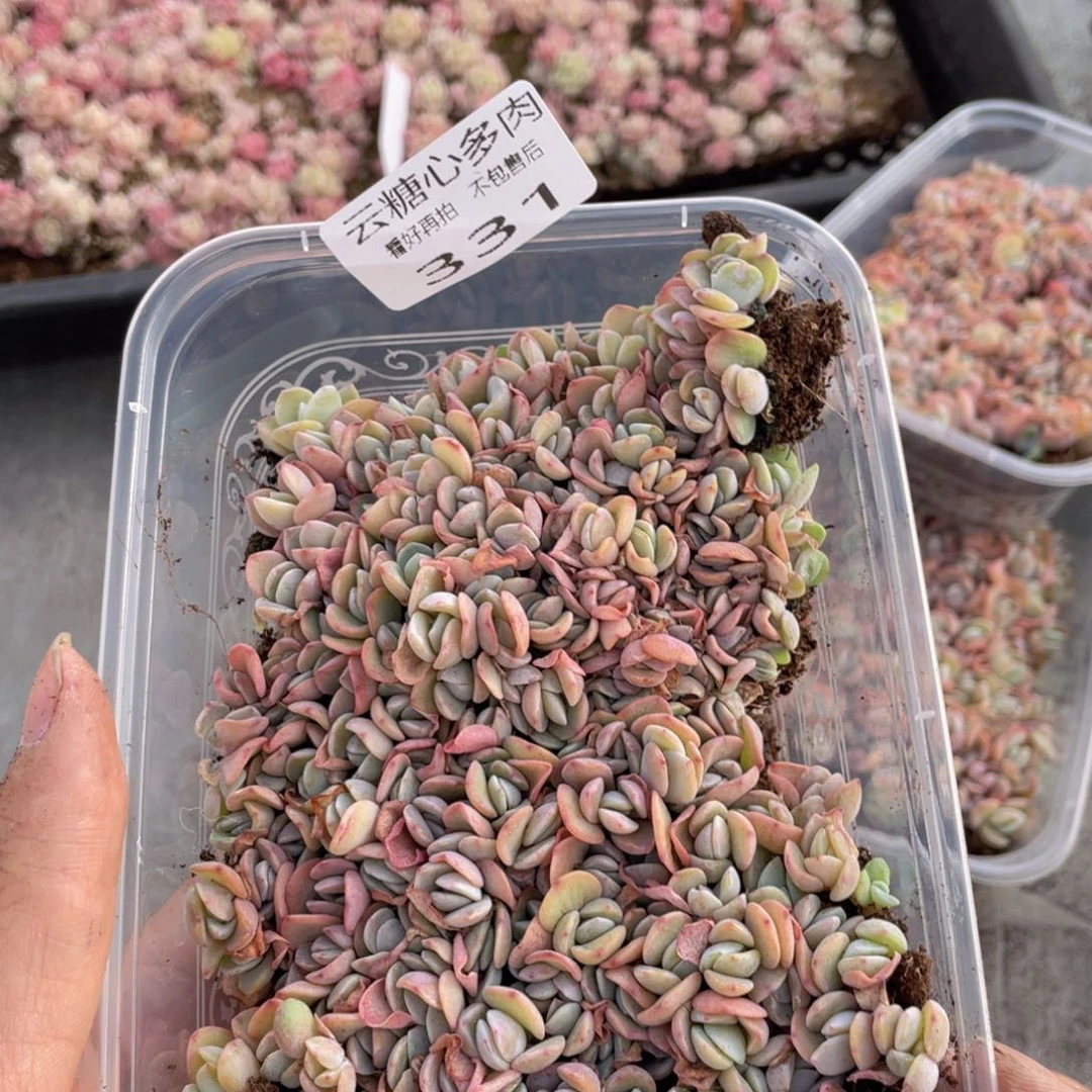 云糖心多肉植物331