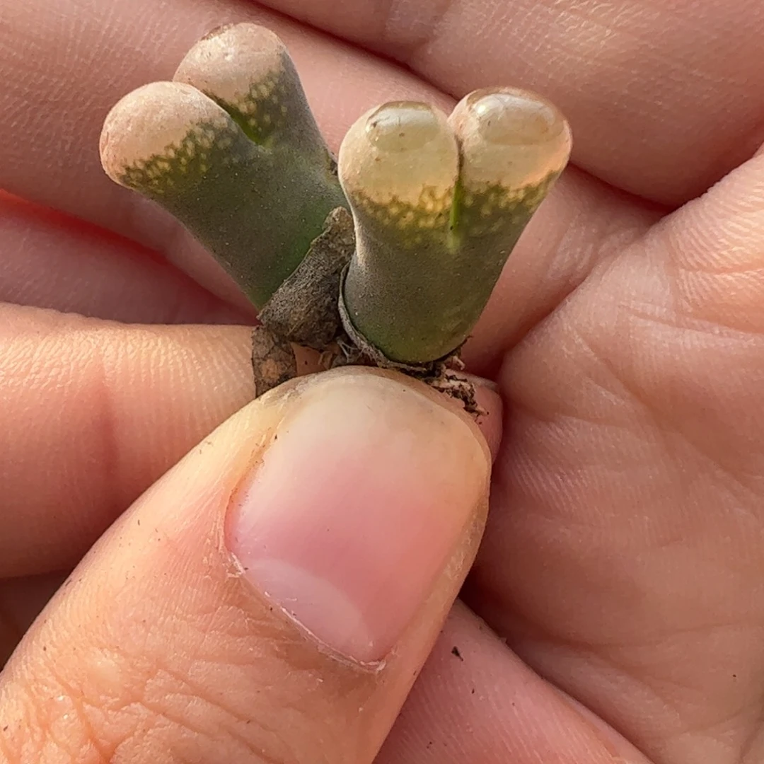 305 好看的多肉冲冲冲