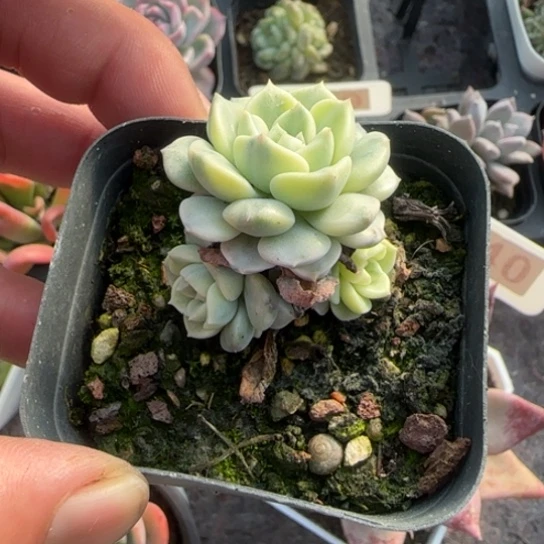 299粉布偶锦多肉植物