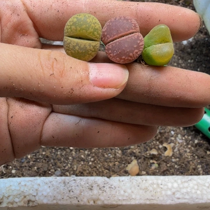 多肉植物的生长发育120