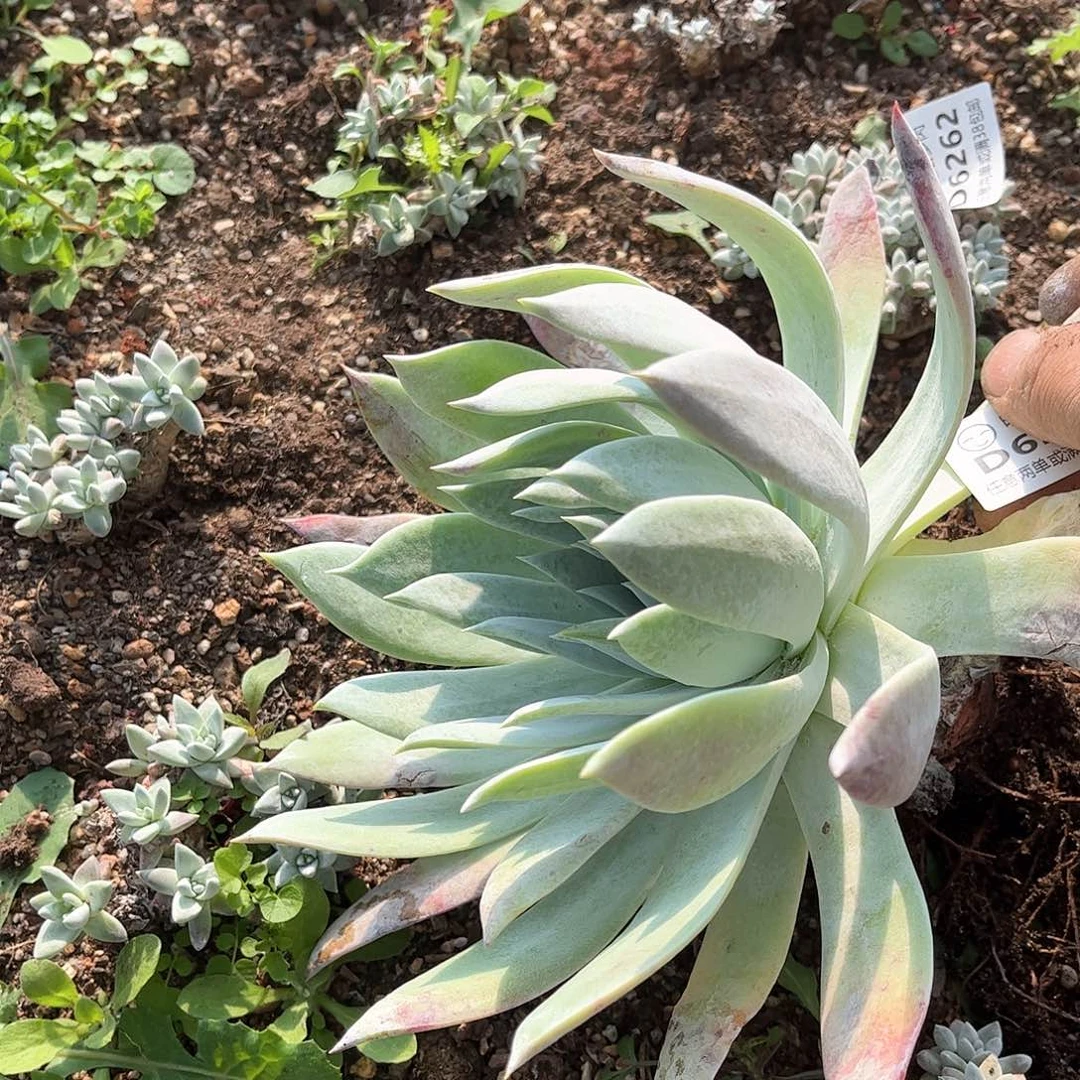 1**.6264雪山仙女杯多肉