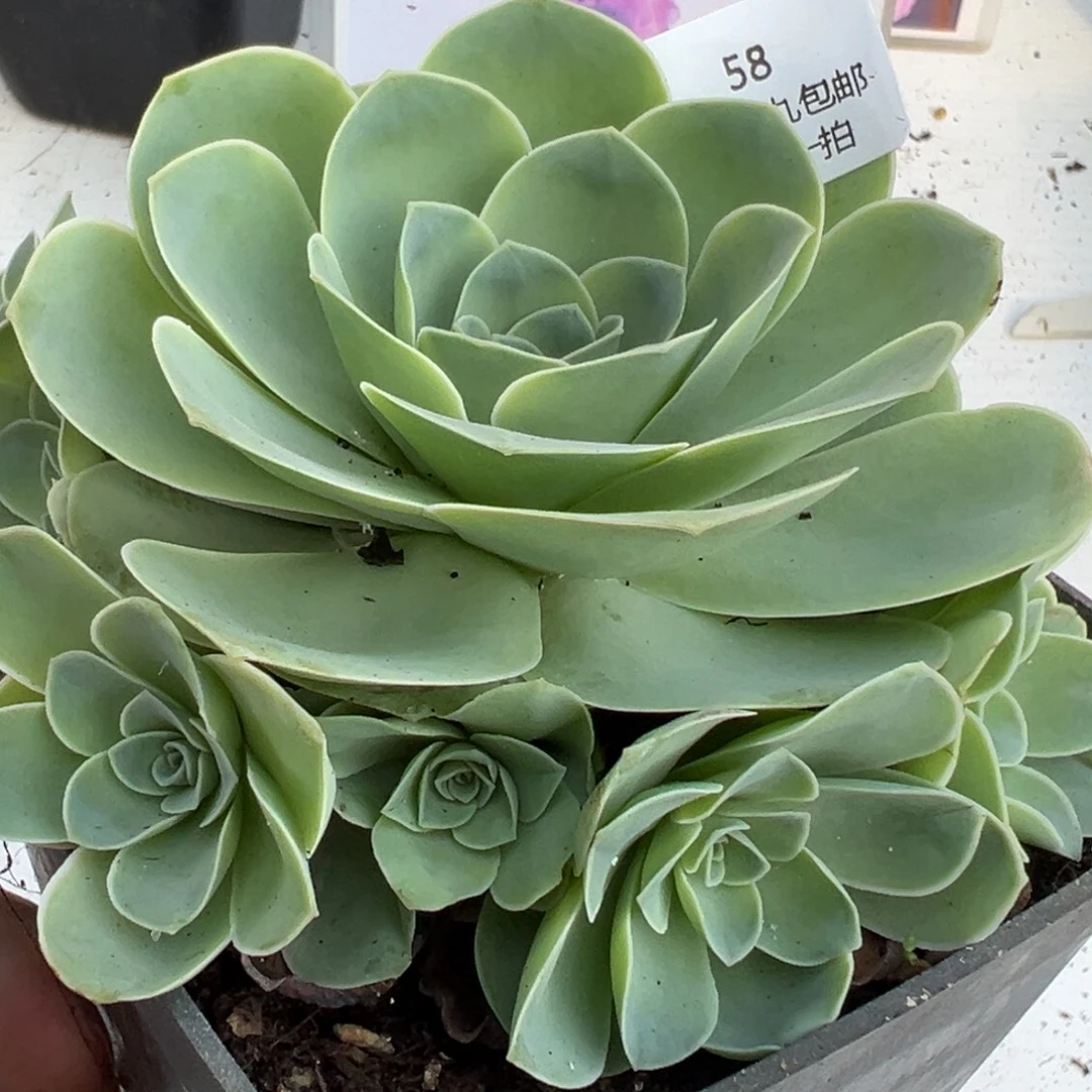 58 山地玫瑰基地带盆土