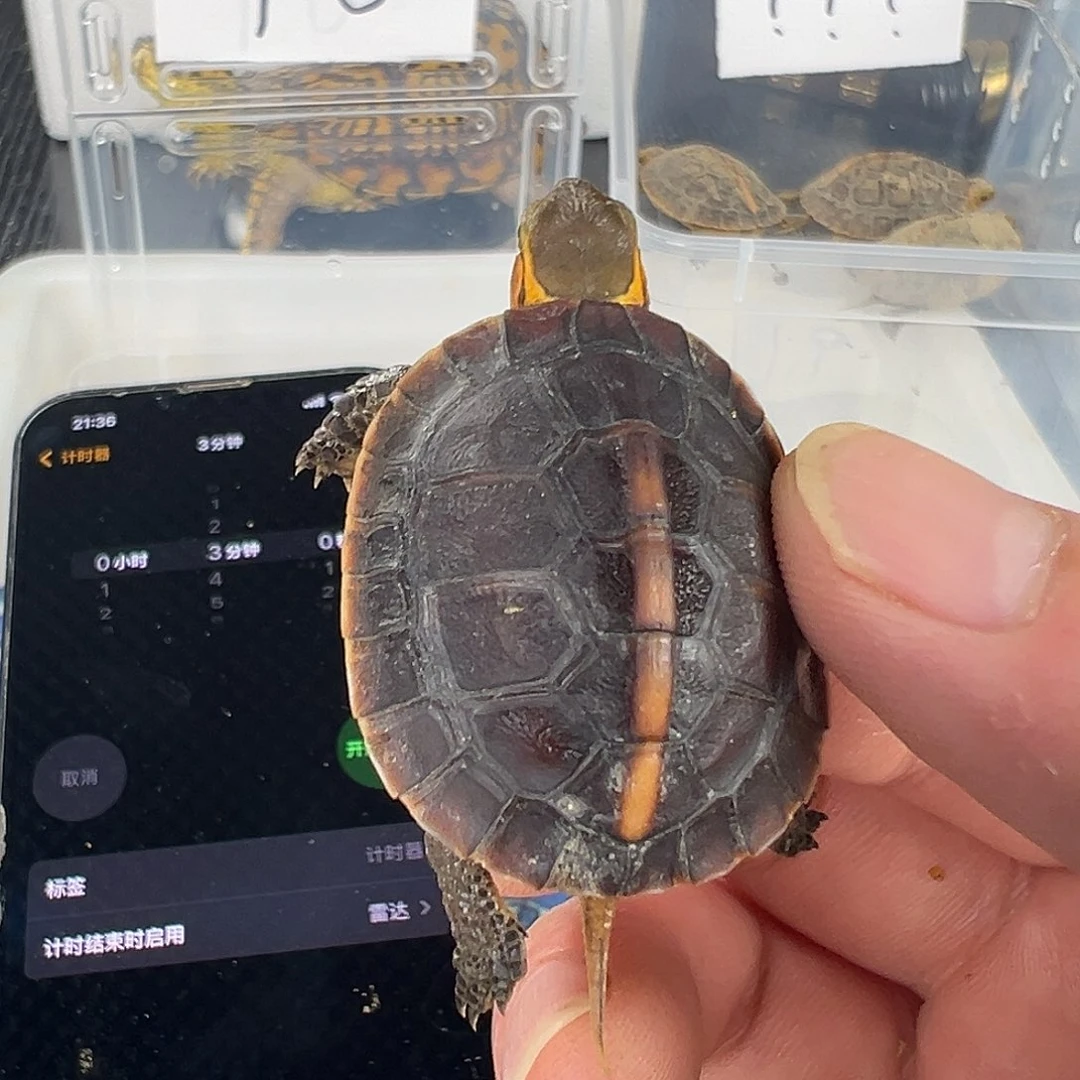 母D*C你妈妈吗的