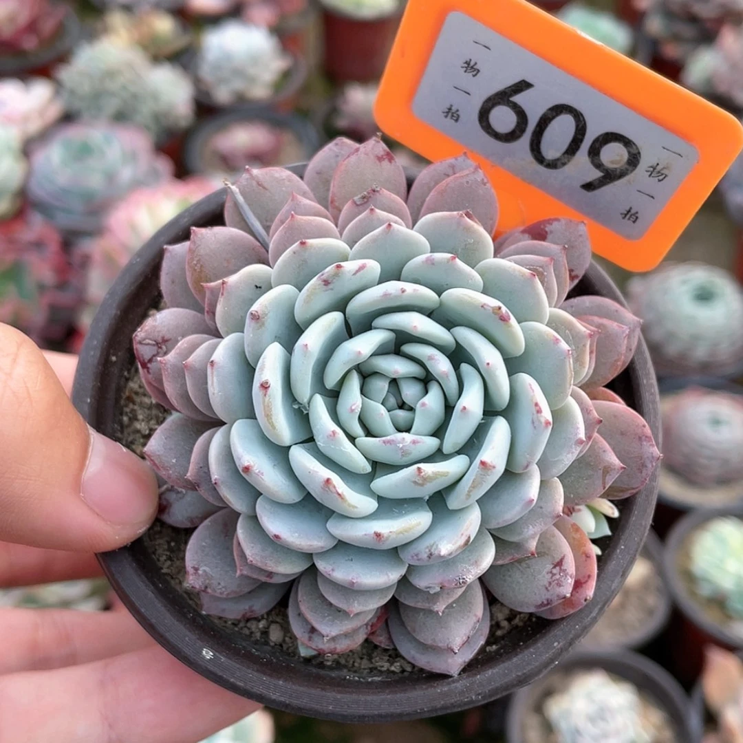 【闪购商品】N****G609号