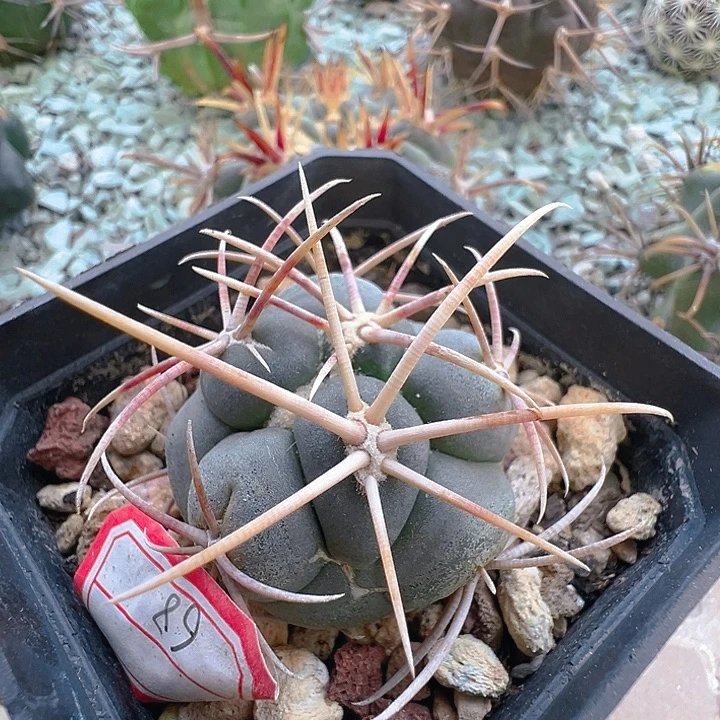 高木绯冠龙。实生。