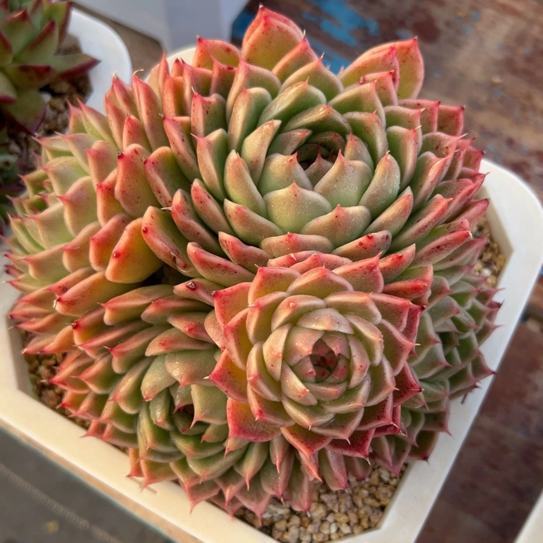 多肉植物一物一拍（23号）