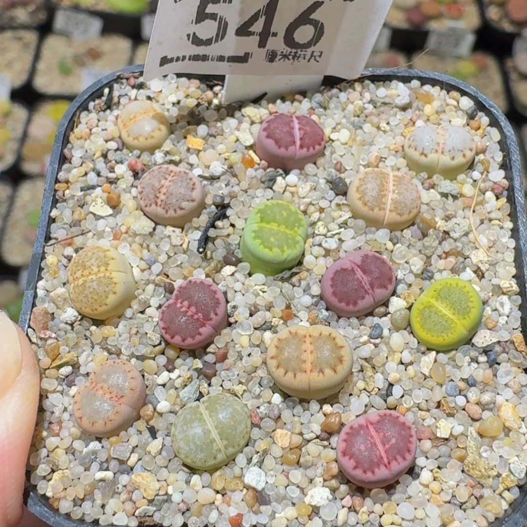 Ssss精品生石花546彩饼