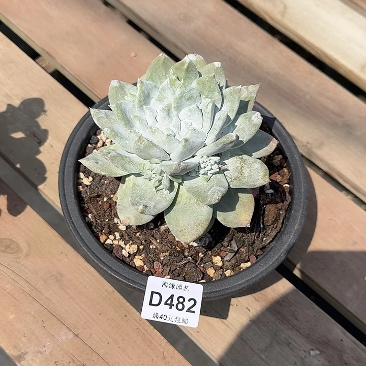 老*仙女杯多肉植物