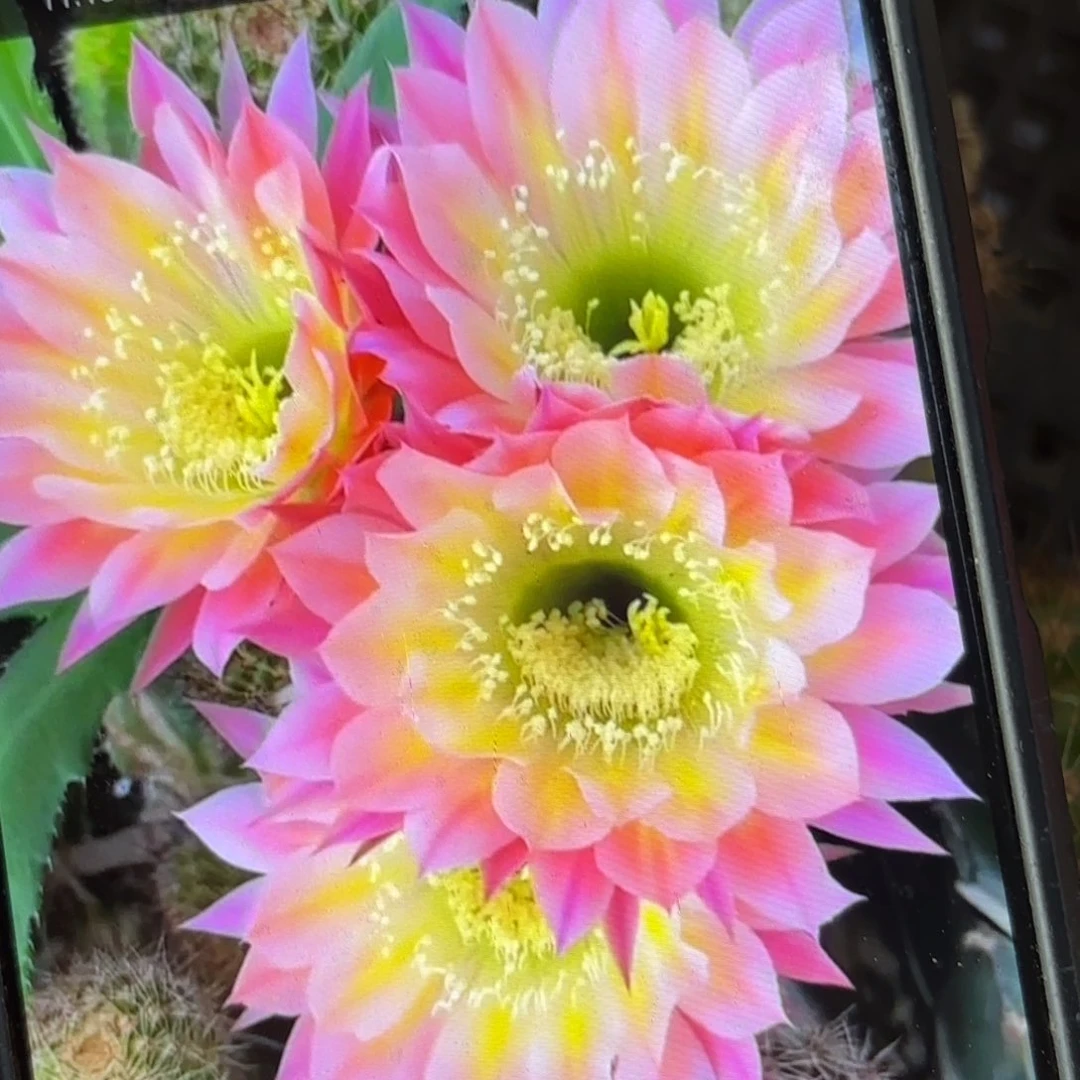 彩蝶彩侧牙20包邮仙人球8