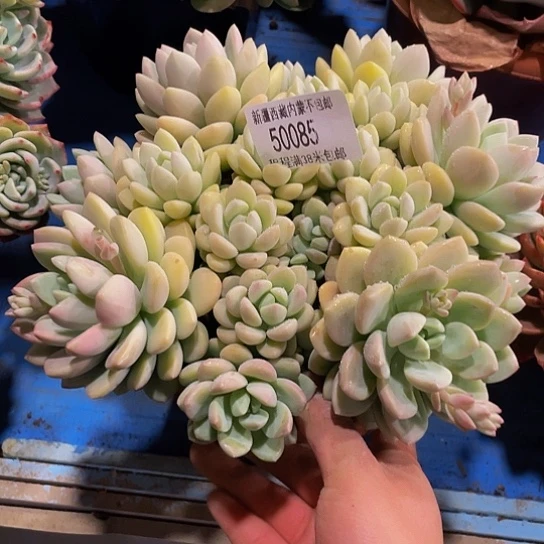 荣*拉丝雨50085多肉