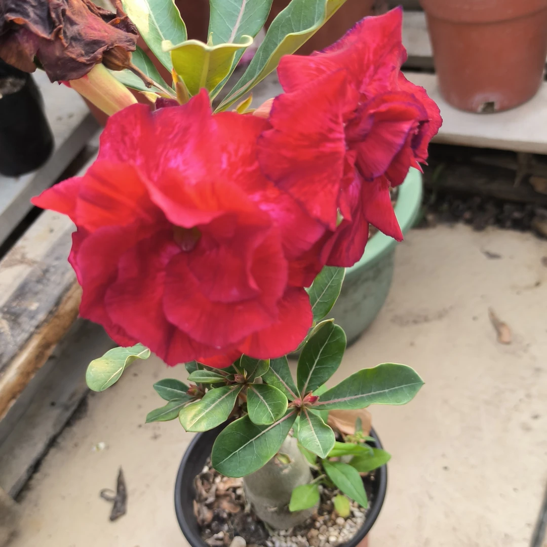 原生重瓣稀有花色视频同款