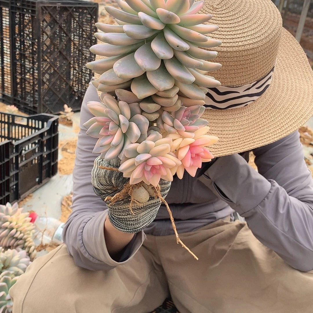 212 淡雪锦 一物一拍