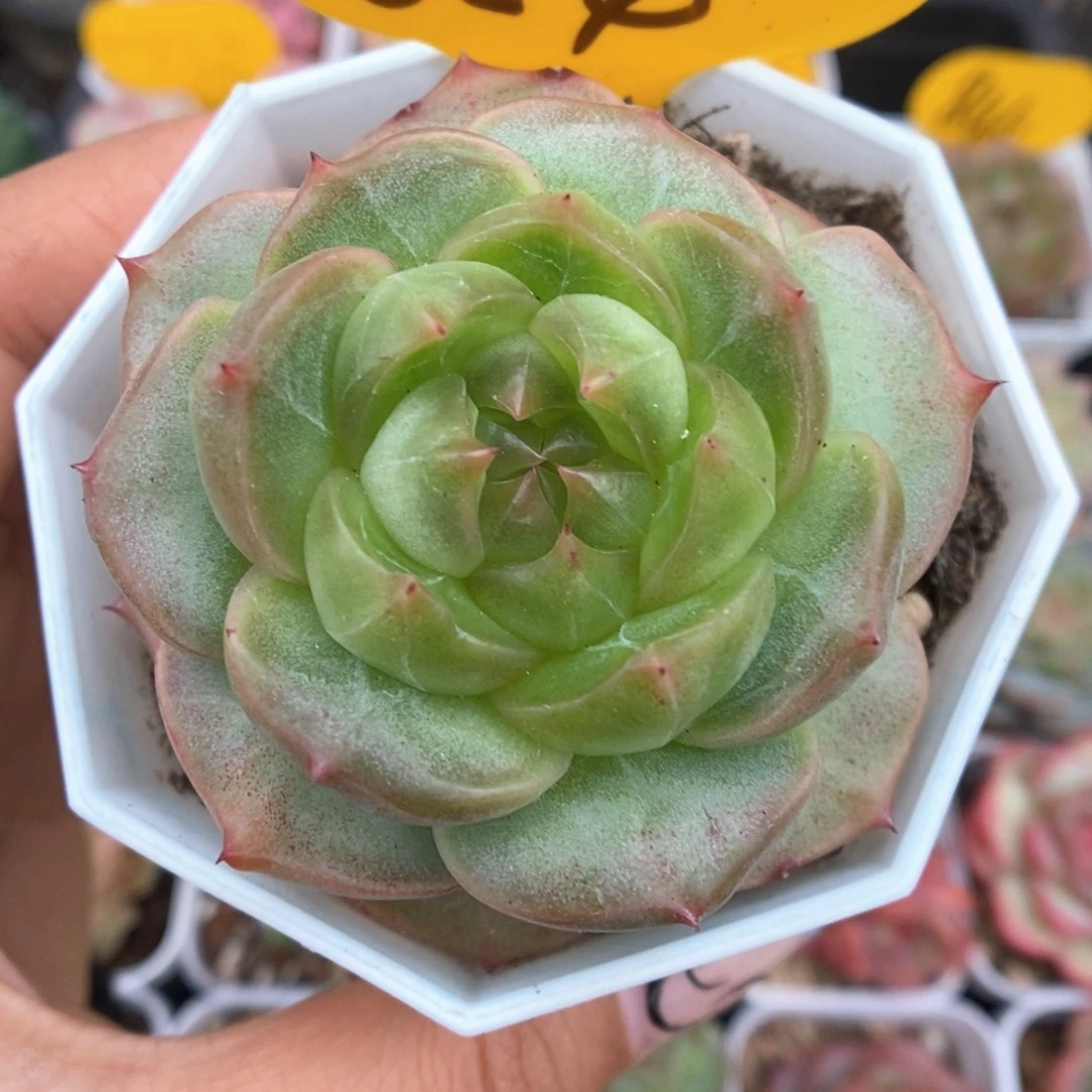 绿钻心珍妮854号。