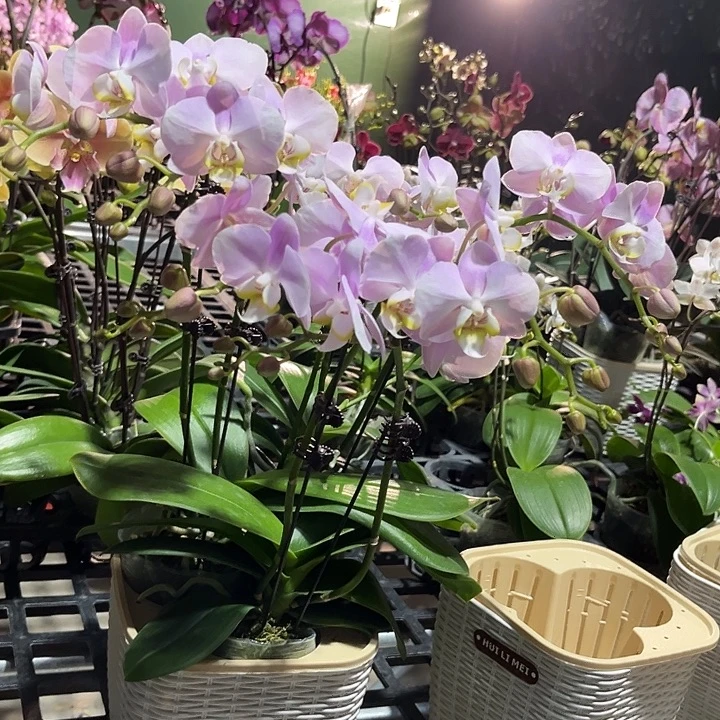 大部分花苞少量开放天使
