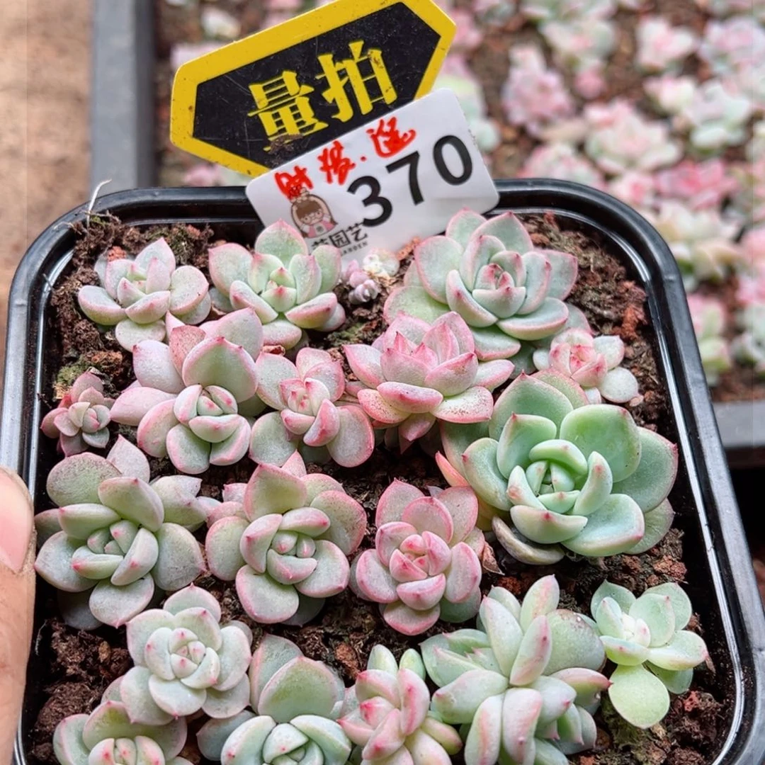 多肉植物多肉植物