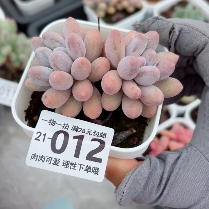 汤圆多肉无盆土发货无