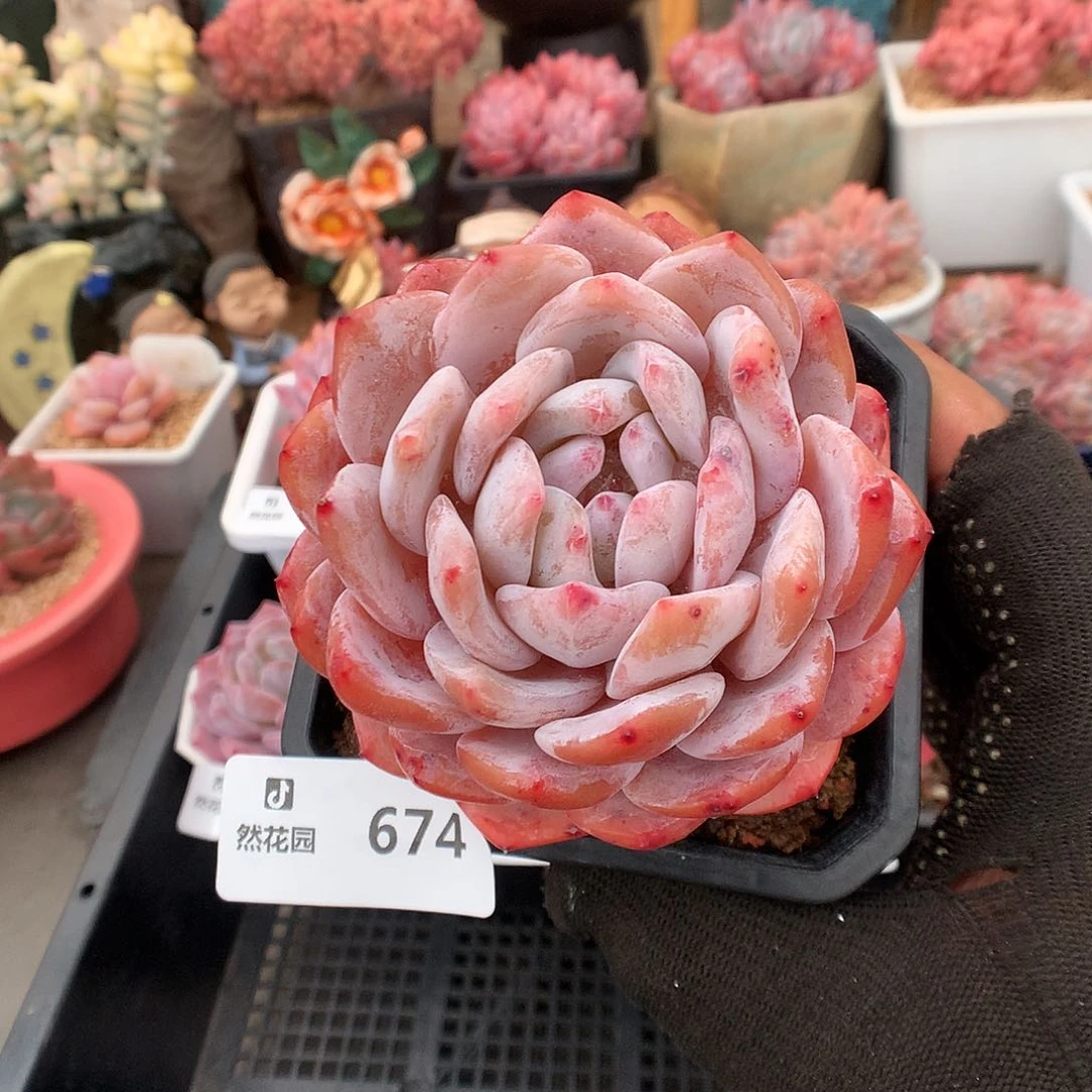 674糖心橙多肉植物666