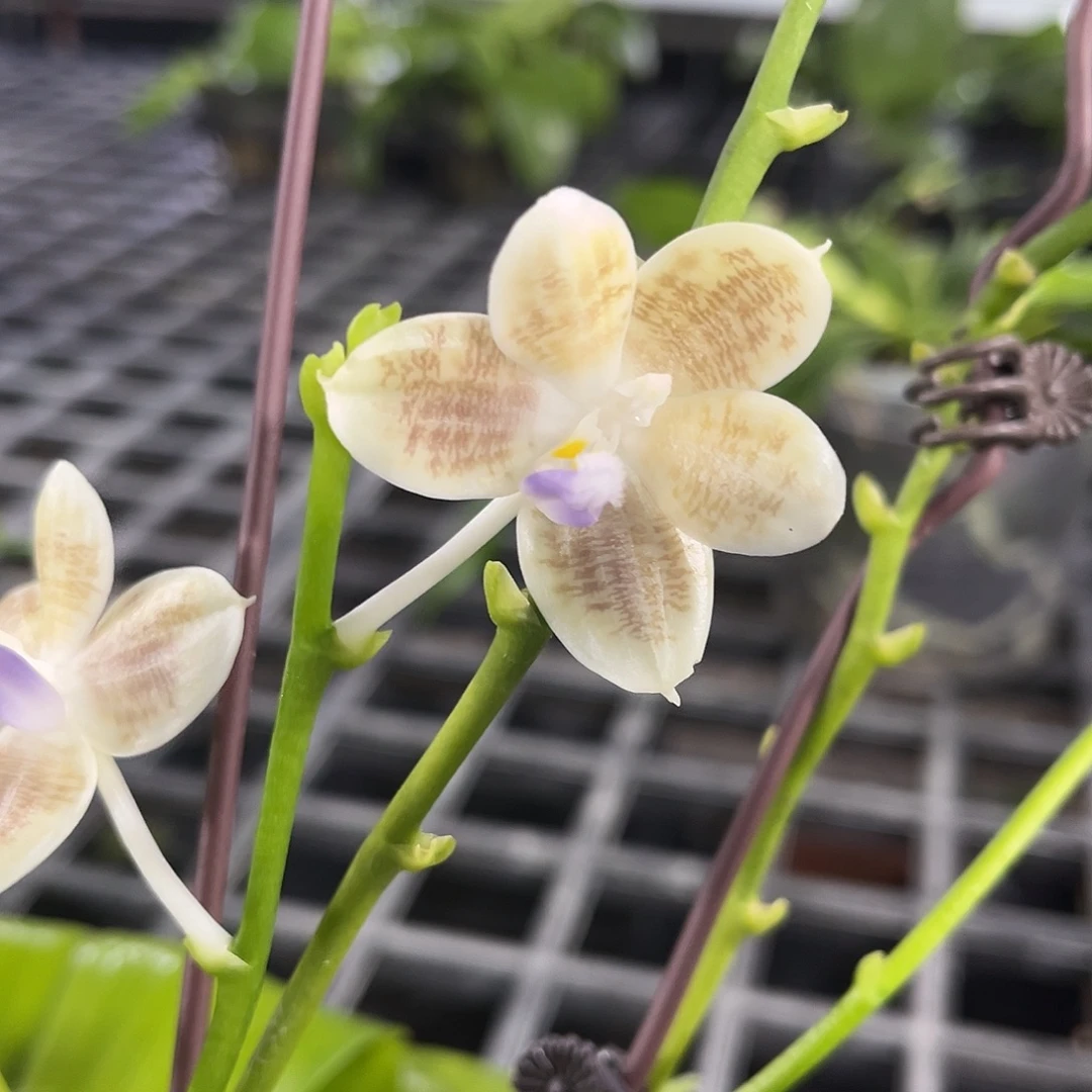 完全开放爪洼交盾，4寸杯开花株，叶片有微瑕