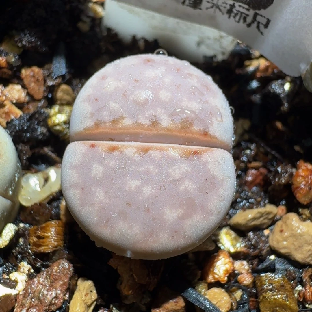 zzzx生石花肉锥3726