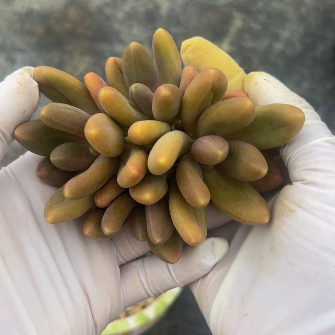糖果自然群多肉植物