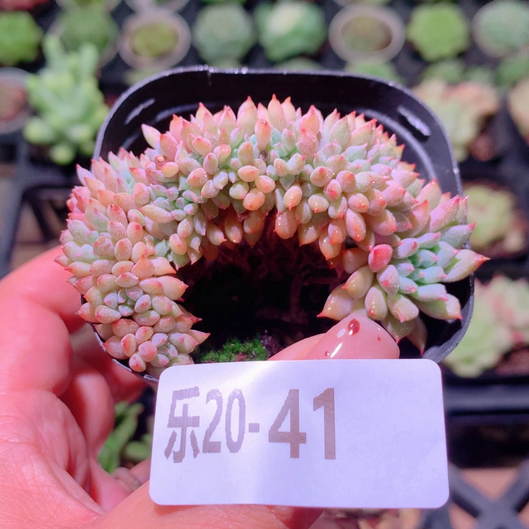 乐然20-41 莱恩小精灵缀化