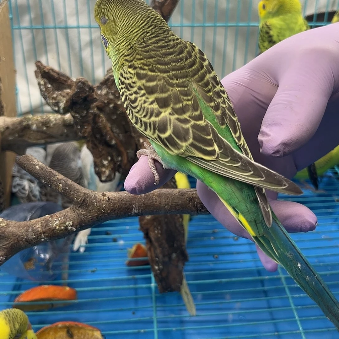 虎皮鹦鹉30一对得福利