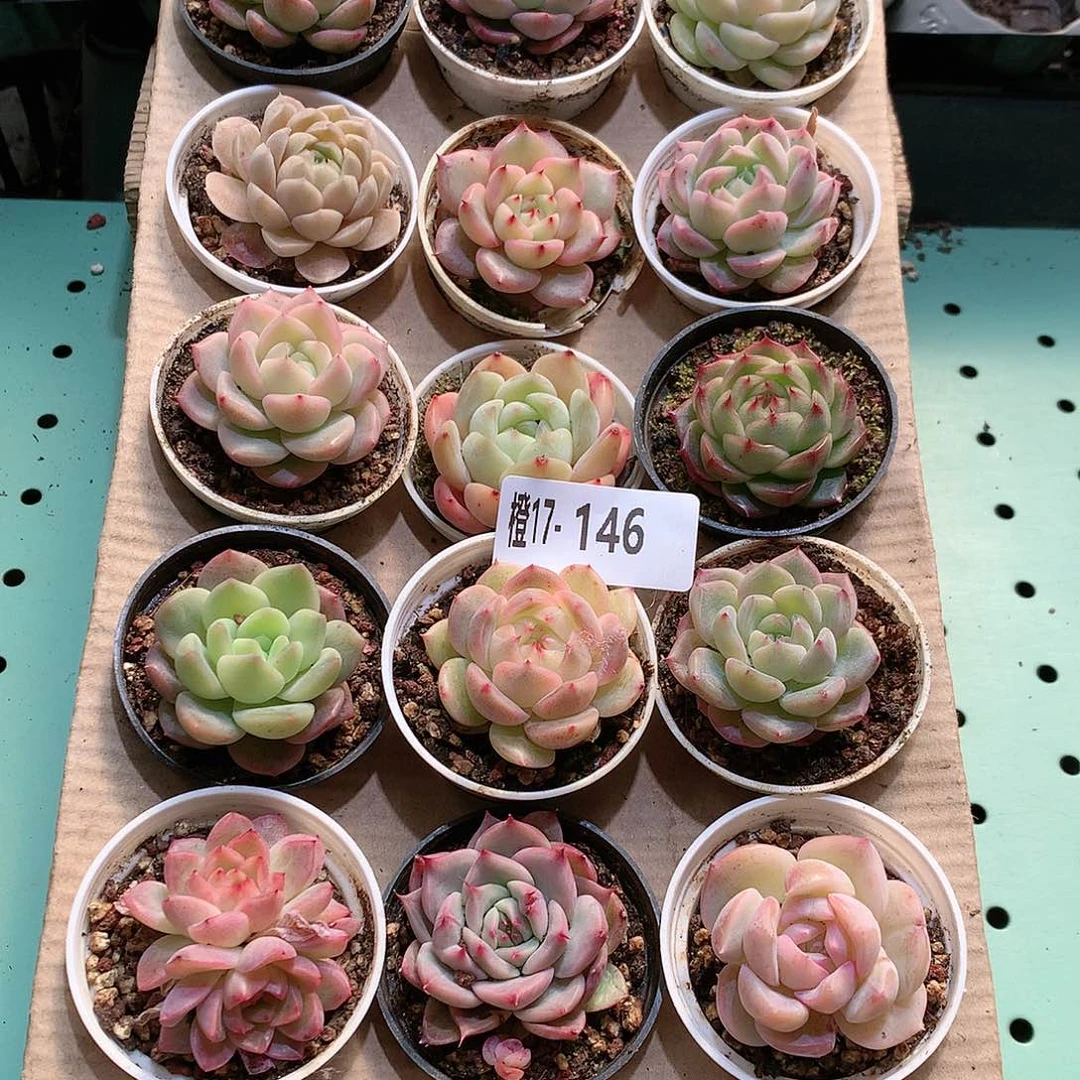 17-146一物一拍带盆18颗。