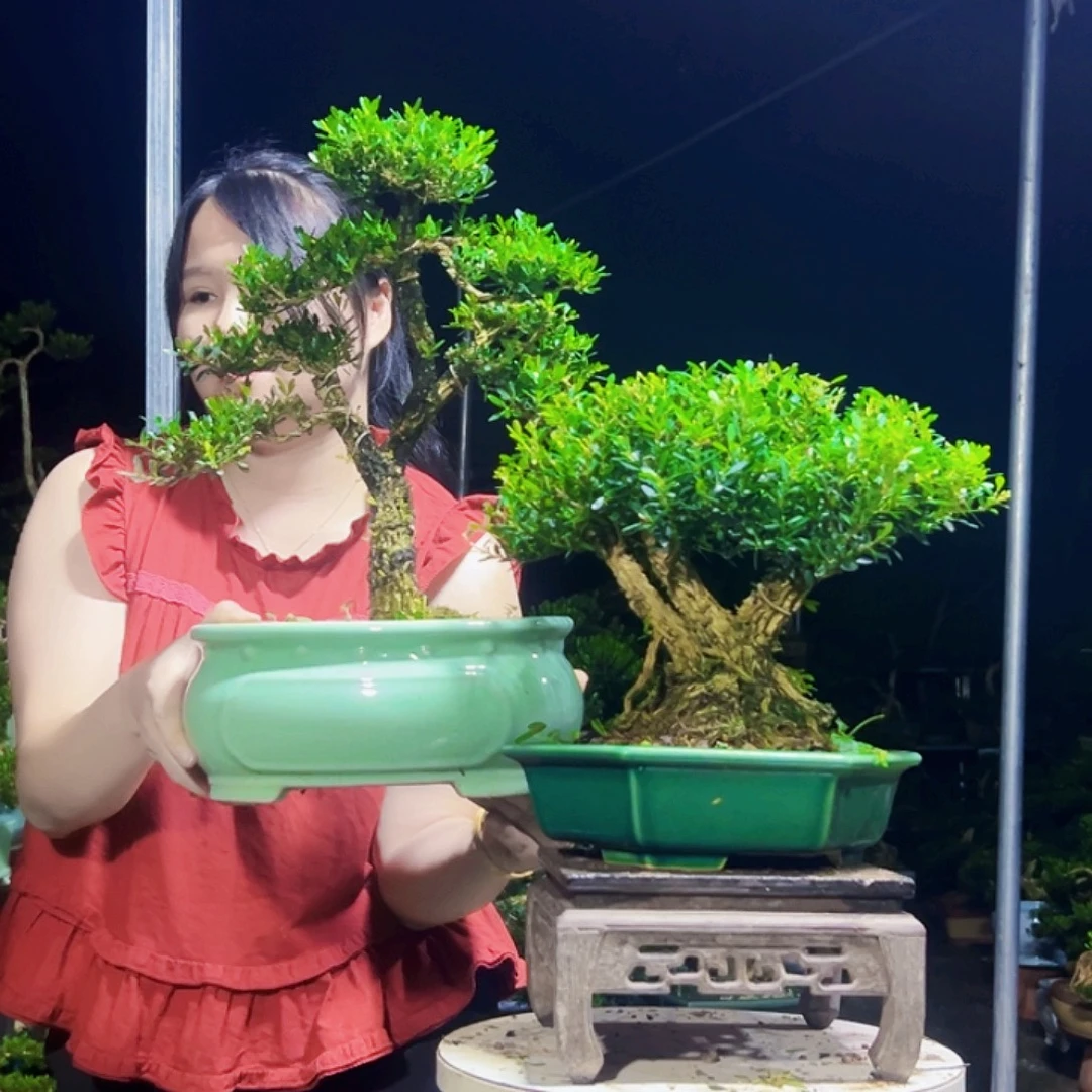 亿***福无花朵黄杨木