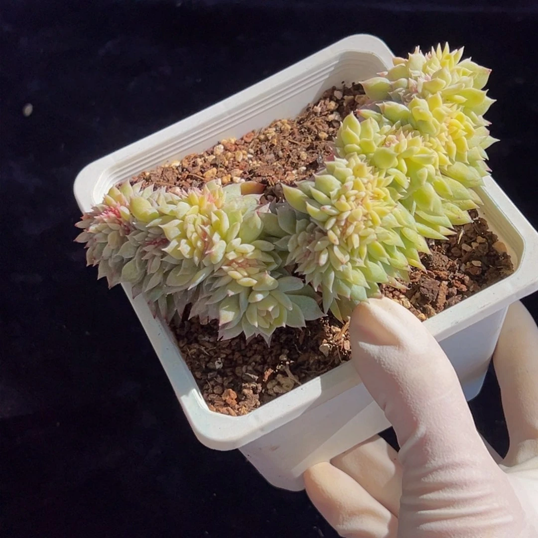 新年快乐 新年快乐