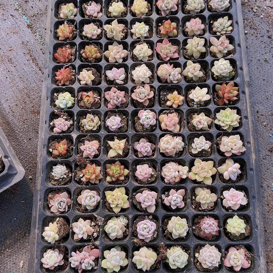 直播一物一拍多肉68