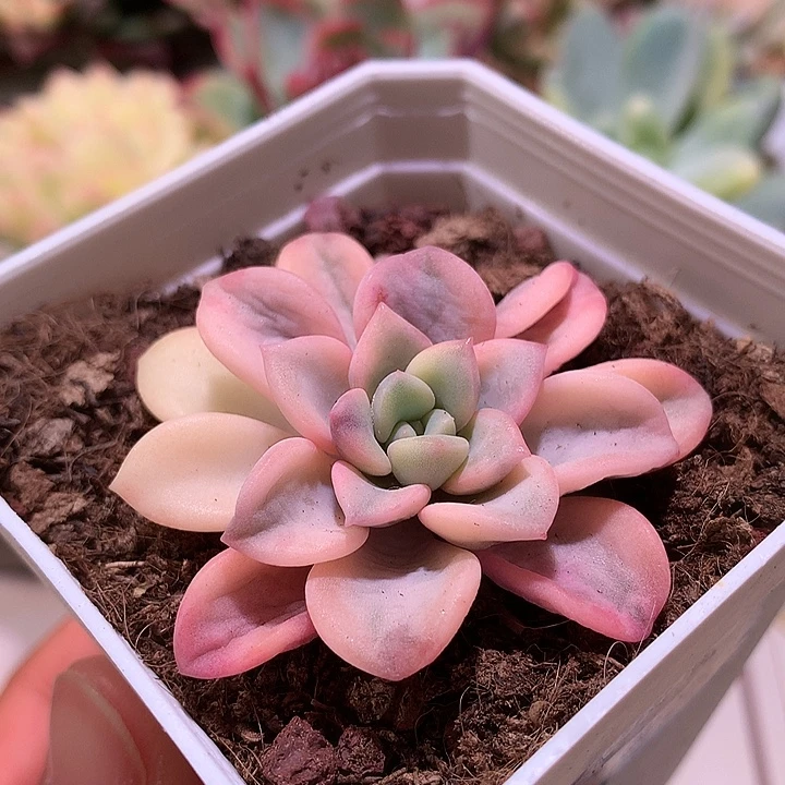 花斑鹿锦锦锦腹轮锦