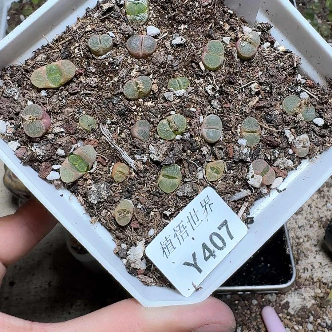 407厚德载物哇吃vv多肉植物哇